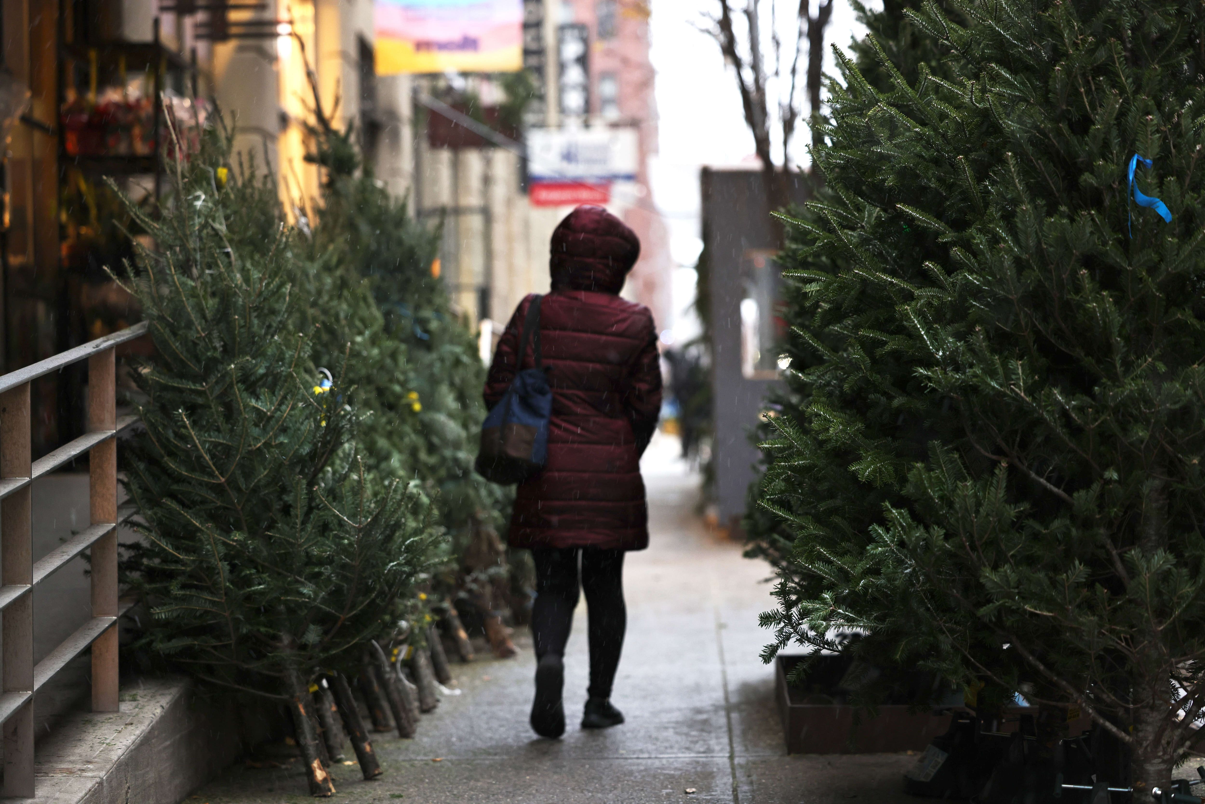 Les Canadiens s&rsquo;arracheront les rares sapins de No&euml;l naturels