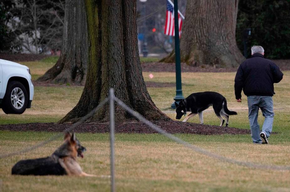 Image principale de l'article Le chien de Joe Biden a encore mordu un employé