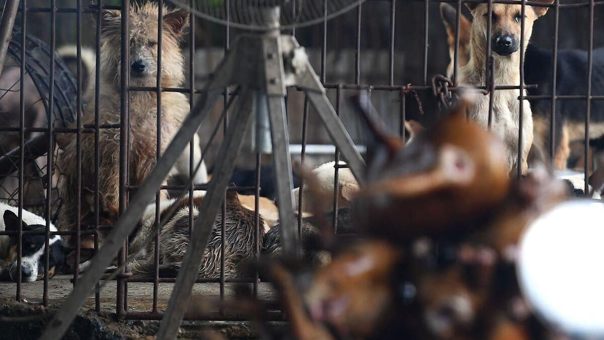 Est Ce Que Les Chiens Peuvent Avoir Le Covid Un couple arrêté pour avoir empoisonné des dizaines de chiens et de