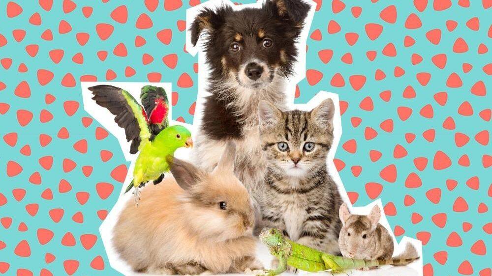 Quiz Etes Vous Capables D Identifier Ces 11 Bebes Animaux Le Sac De Chips