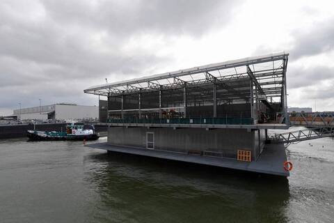 En Rotterdam, las vacas flotan en el agua para proteger el clima