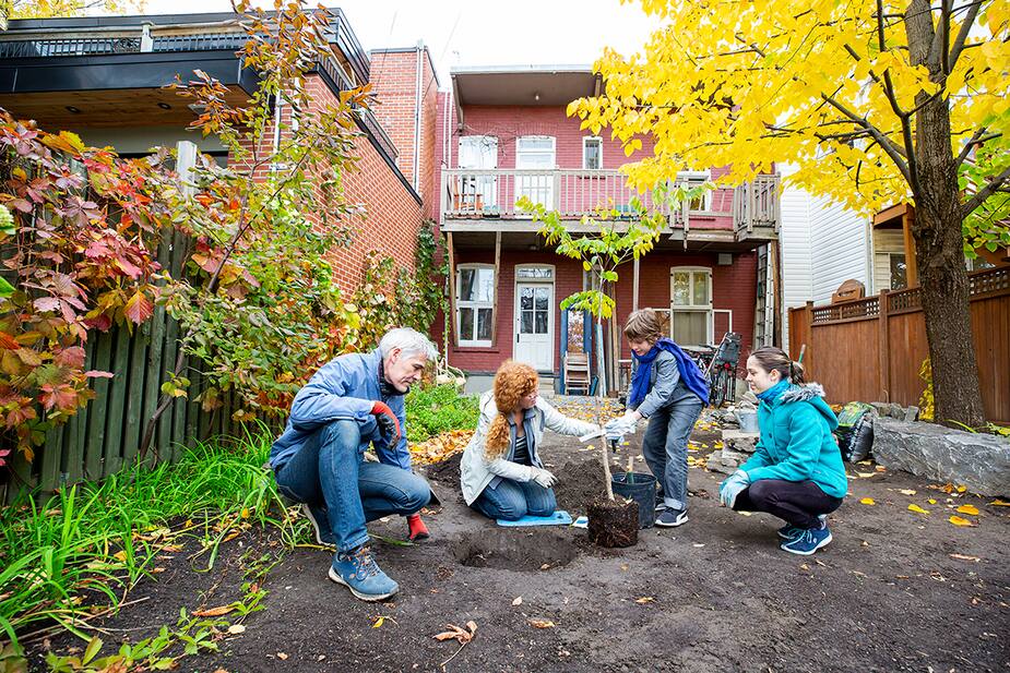 Image principale de l'article Année record pour la plantation d’arbres