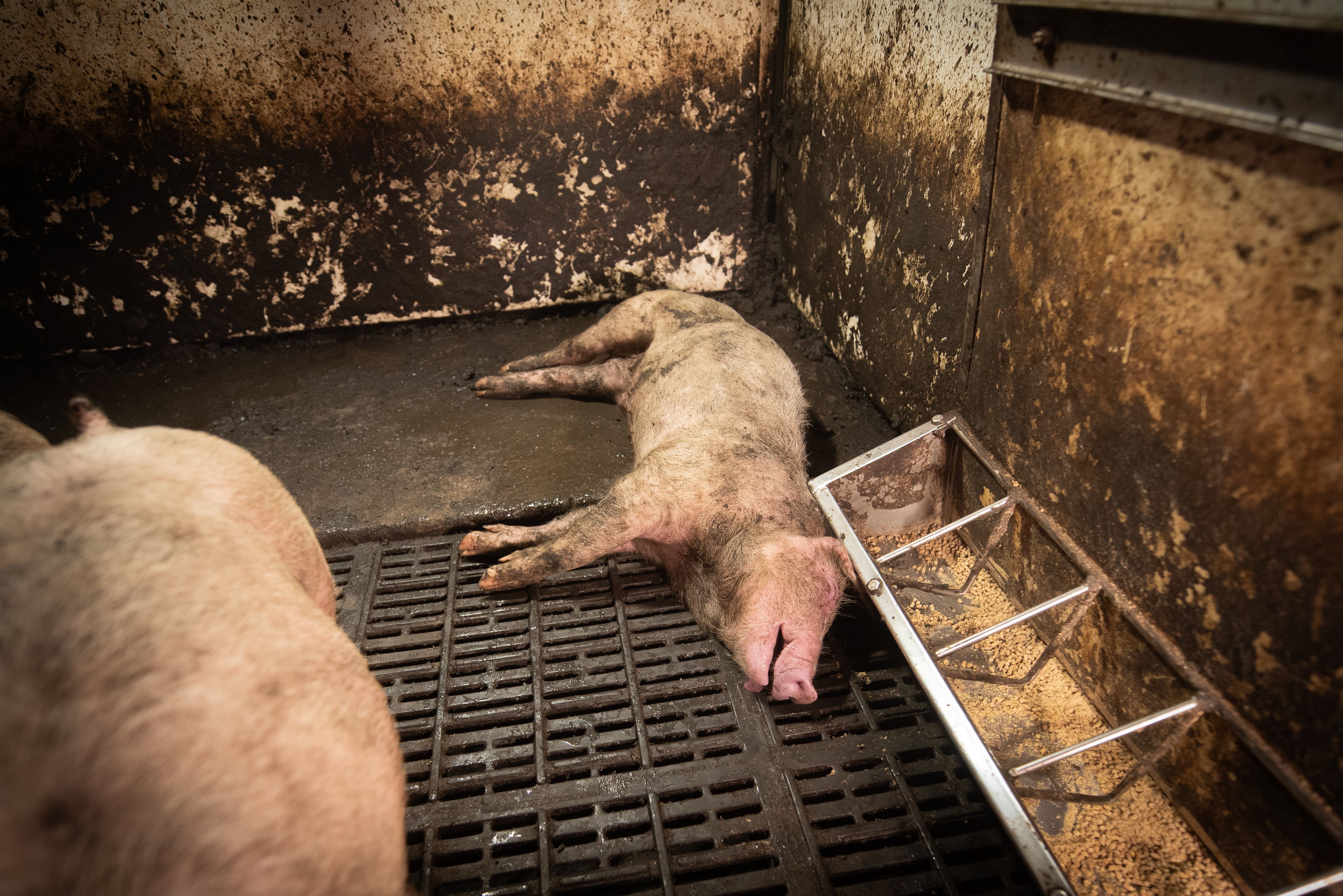 Fermes d'élevage au Québec: des animaux vivent dans des conditions horribles