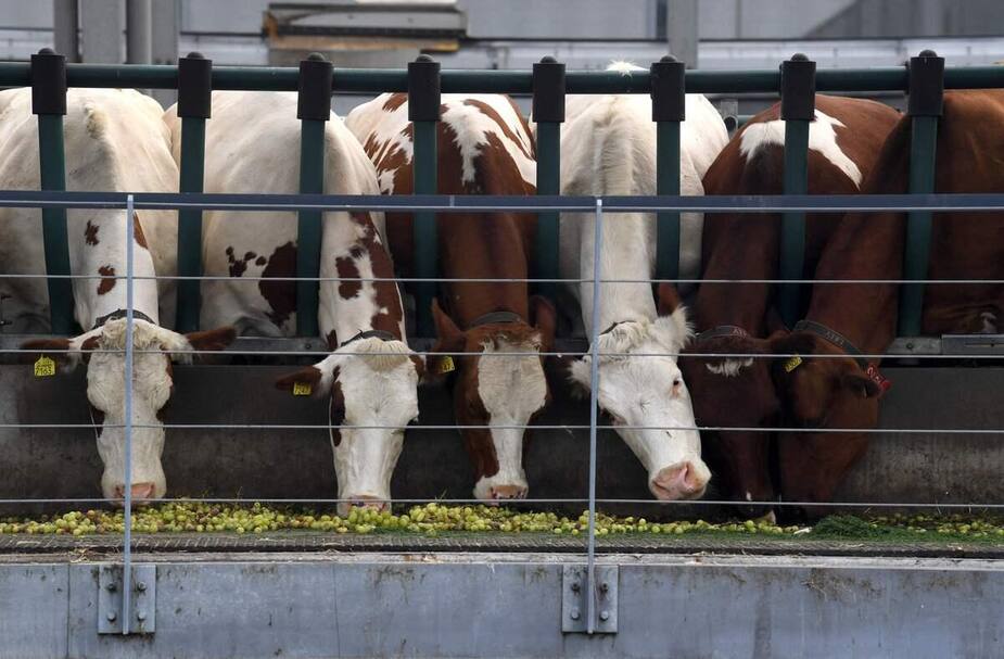 Image principale de l'article L’agriculture animale émet plus qu’un pays entier