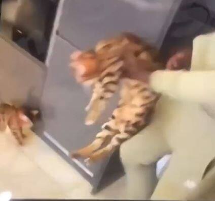 La vid&eacute;o d'un joueur de soccer frappant son chat fait scandale