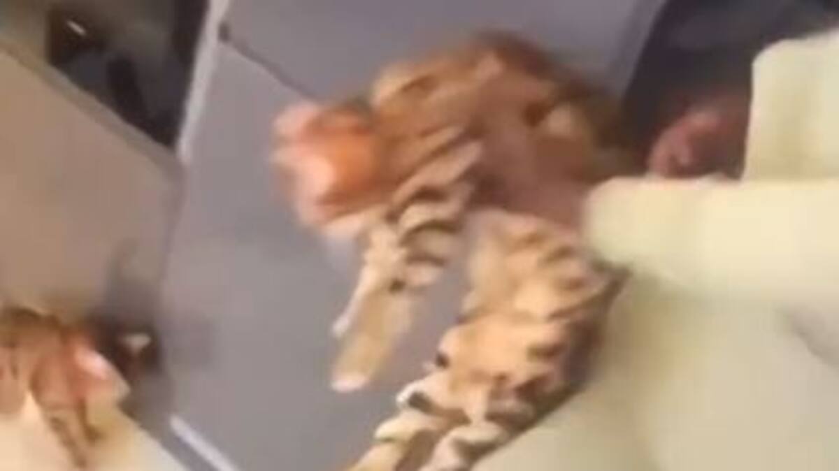 La vidéo d'un joueur de soccer frappant son chat fait scandale