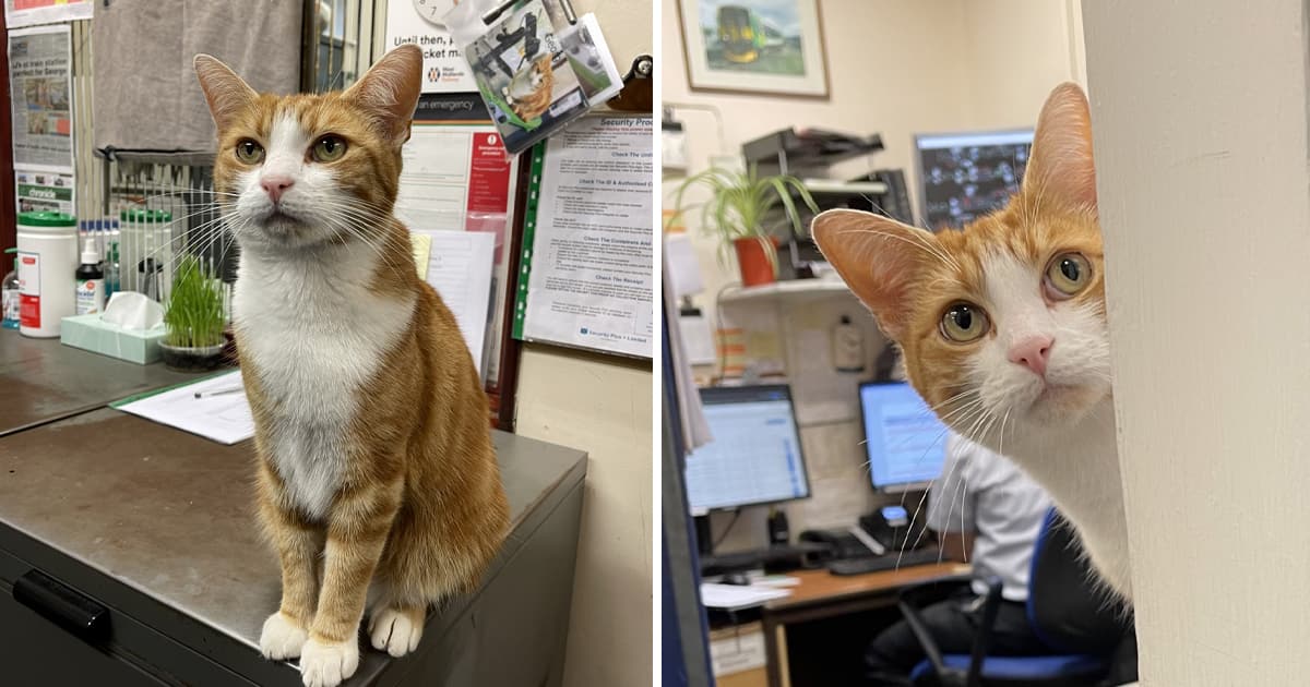 Un chat nommé «Attrapeur de souris en chef»