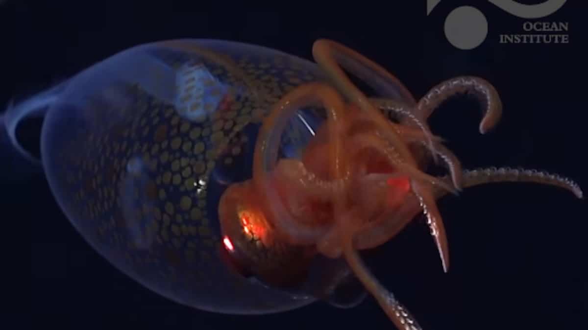 VID O Beau Et Insolite Un Calmar Colossal Des Fins Fonds Marins vid-o-beau-et-insolite-un-calmar-colossal-des-fins-fonds-marins