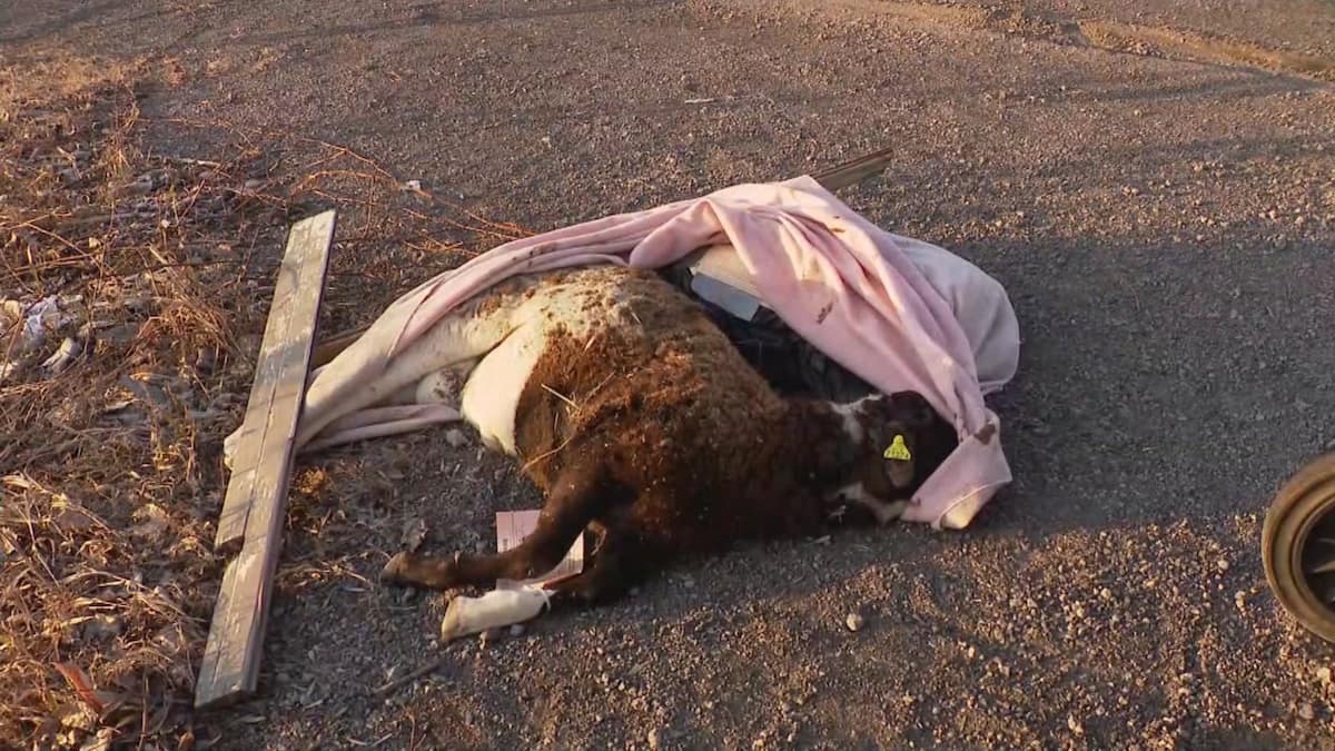 Carcasses et poules déplumées: un cas de cruauté animale à Contrecoeur?