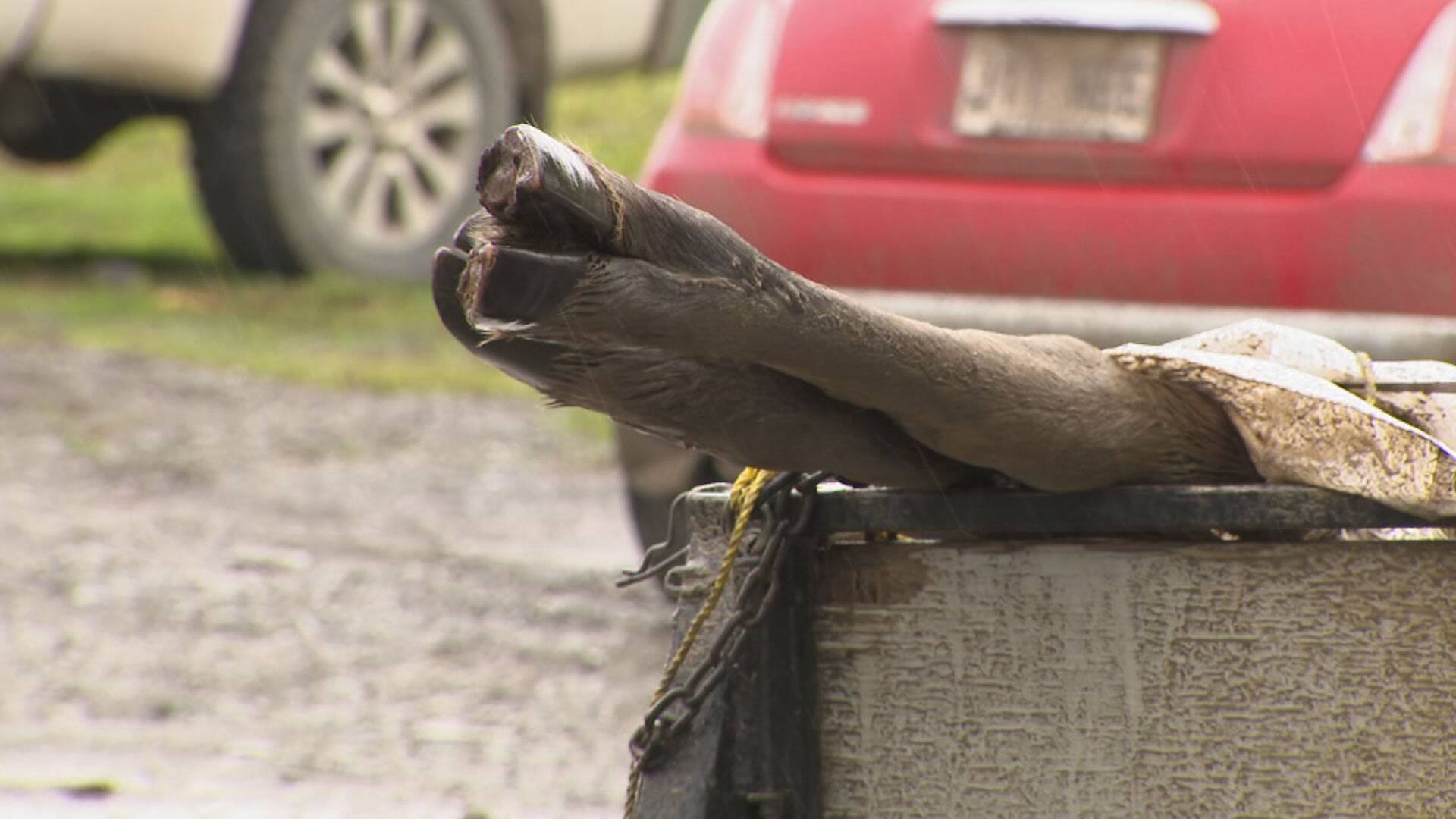 Bas-Saint-Laurent: la saison de la chasse &agrave; l&rsquo;original tire &agrave; sa fin