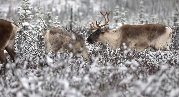 Caribou forestier une stratégie modulée sera mise en place TVA Nouvelles