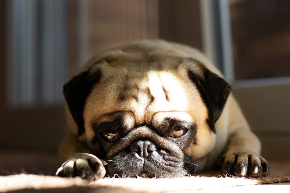 Les 10 Races De Chiens Les Plus Affectueux Salut Bonjour