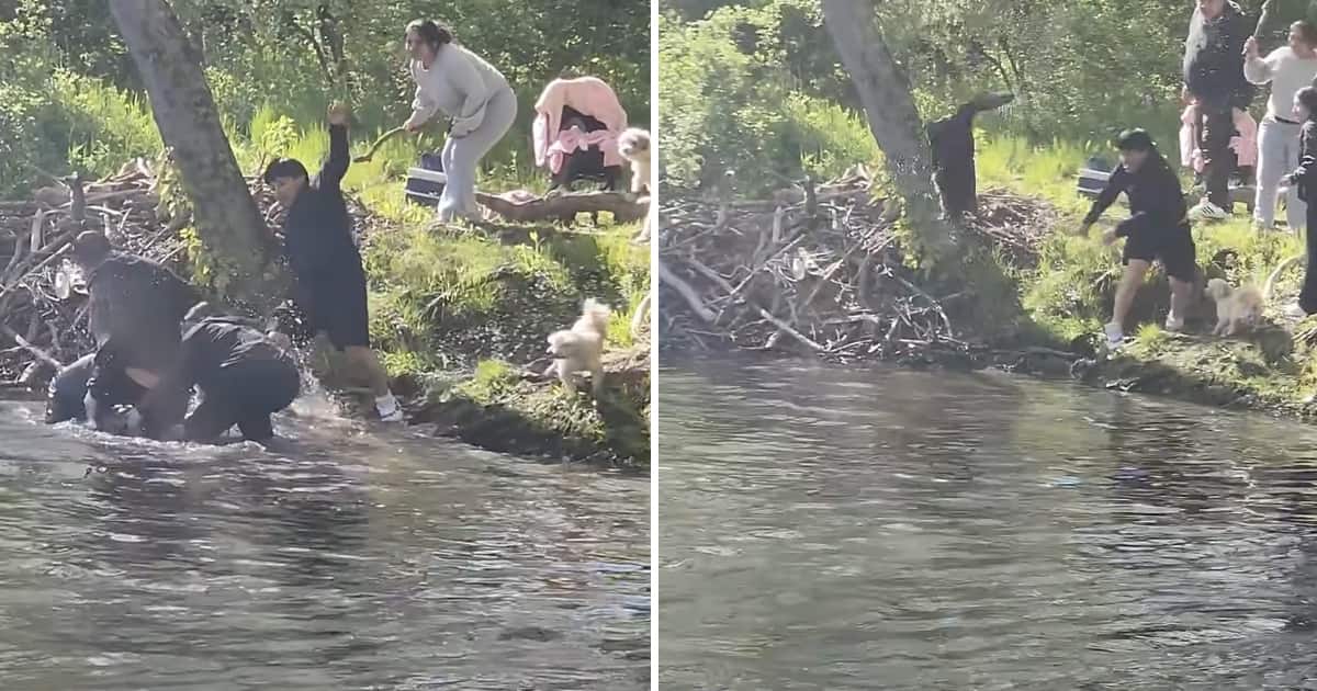Image principale de l'article Un castor attaque une petite famille