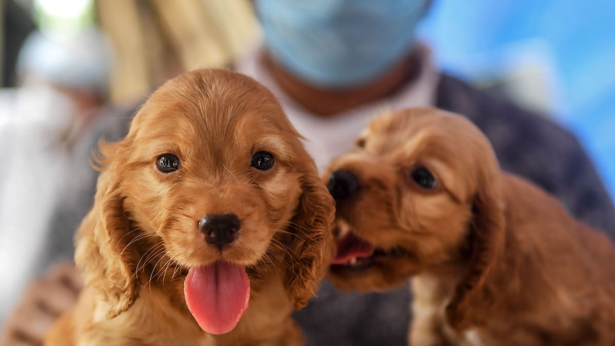 Les «chiens COVID», un fléau pour plusieurs propriétaires