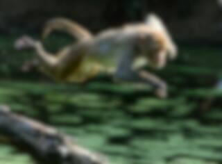 Des singes volent du sang contaminé à la COVID-19