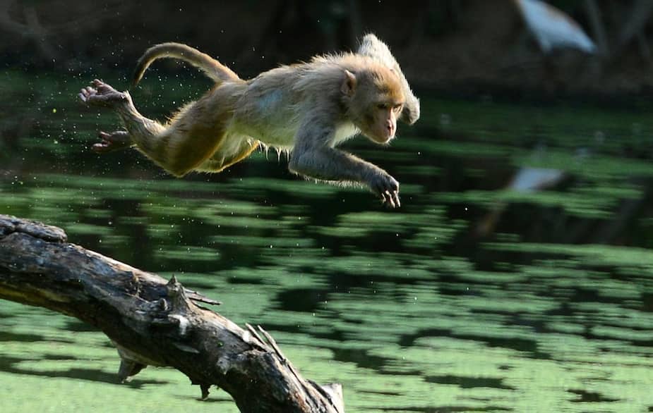 Un singe saute d'un arbre à Allahabad, en Inde. (Image d'archives)
