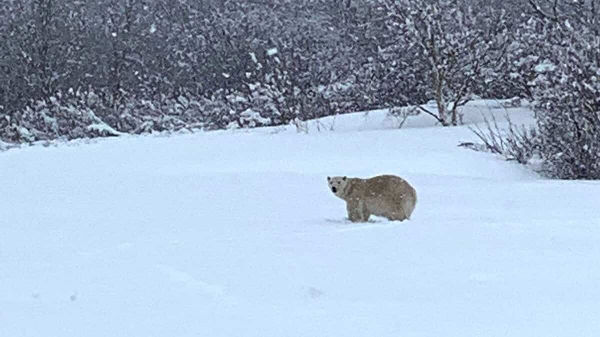L'ours polaire aperçu en Gaspésie a été «neutralisé»