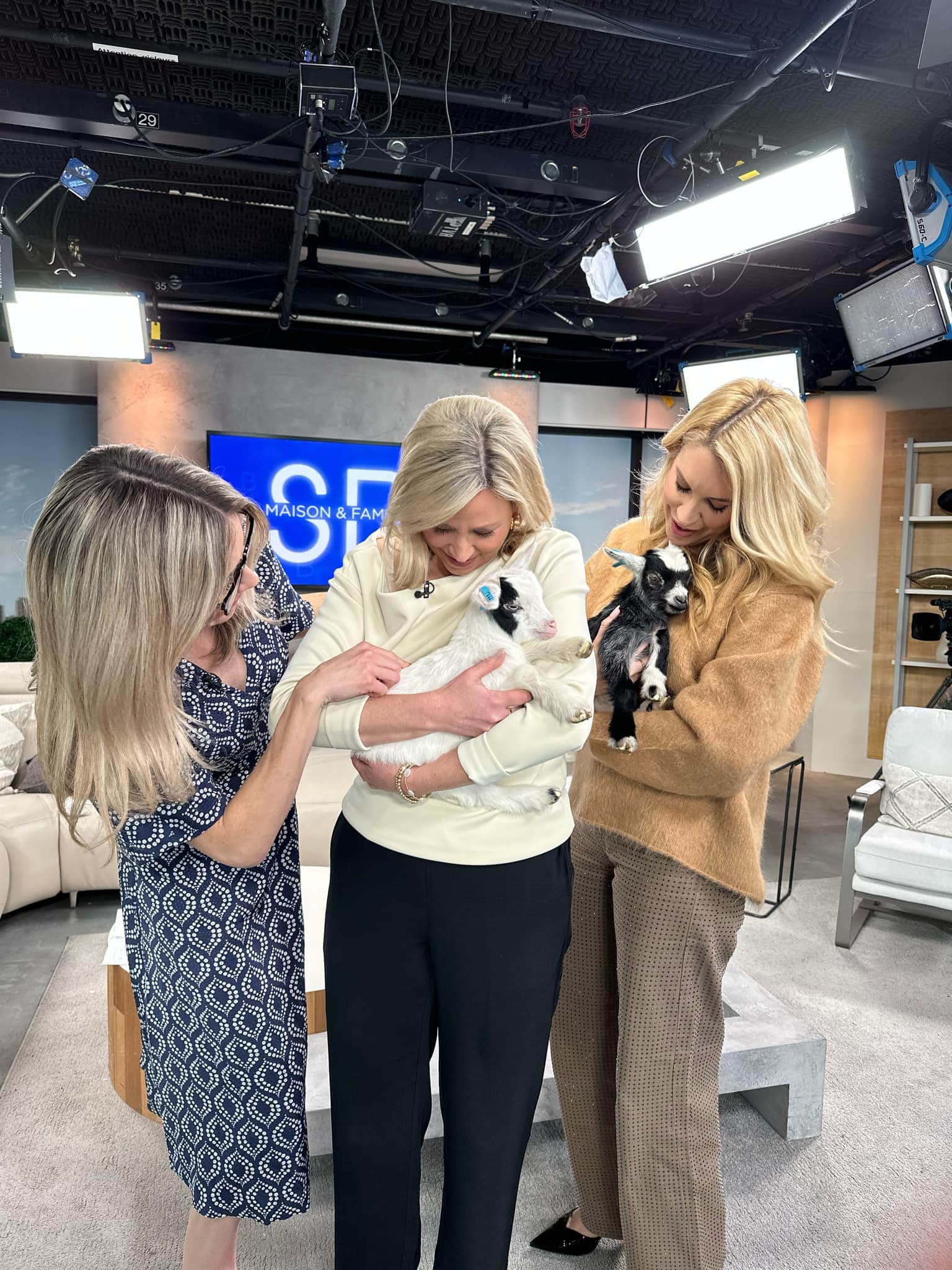 Des chèvres sur le plateau de Salut Bonjour