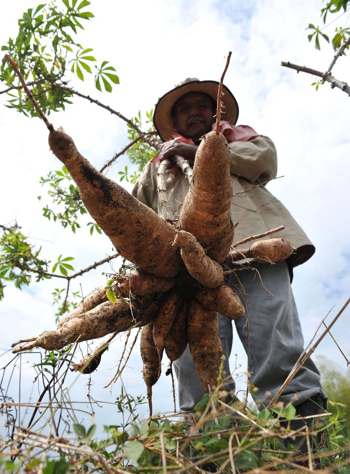 Le manioc décimé par une maladie inconnue en Guyane française