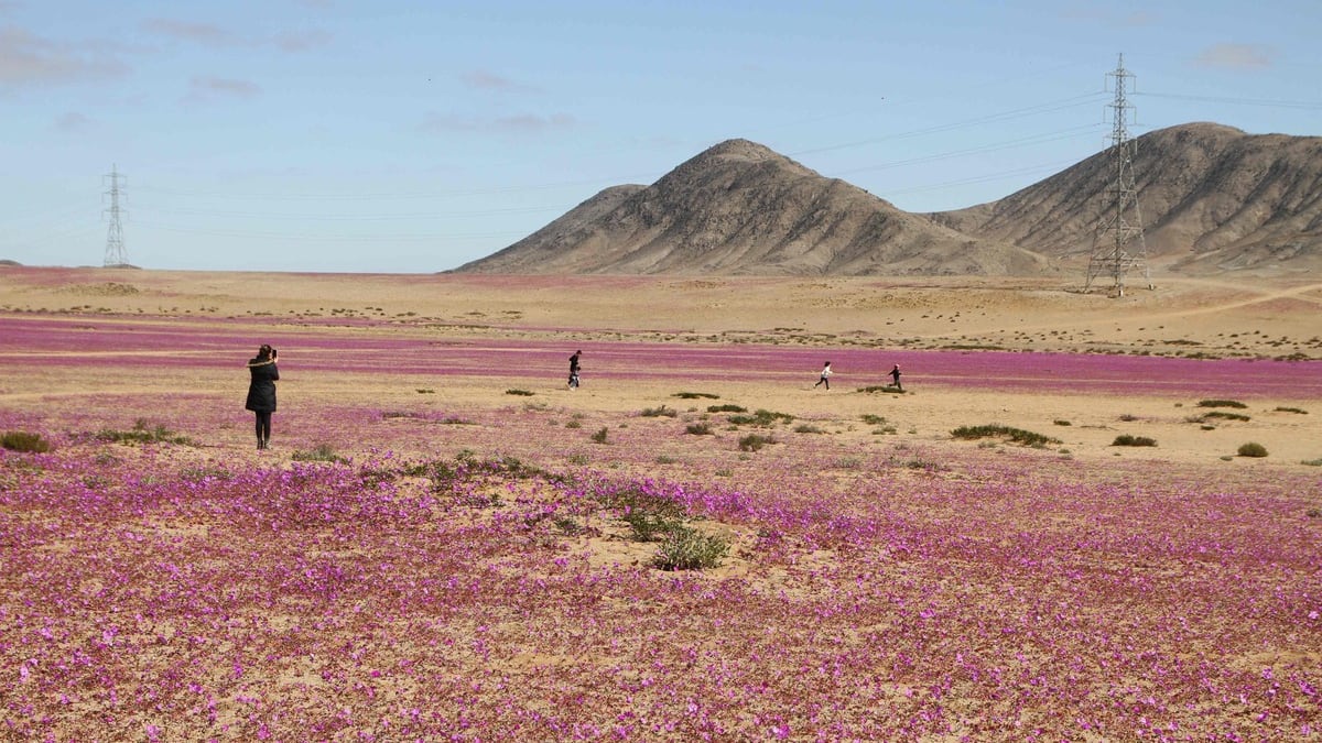 EN IMAGES | Chili: des pluies inhabituelles font fleurir le désert aride d’Atacama
