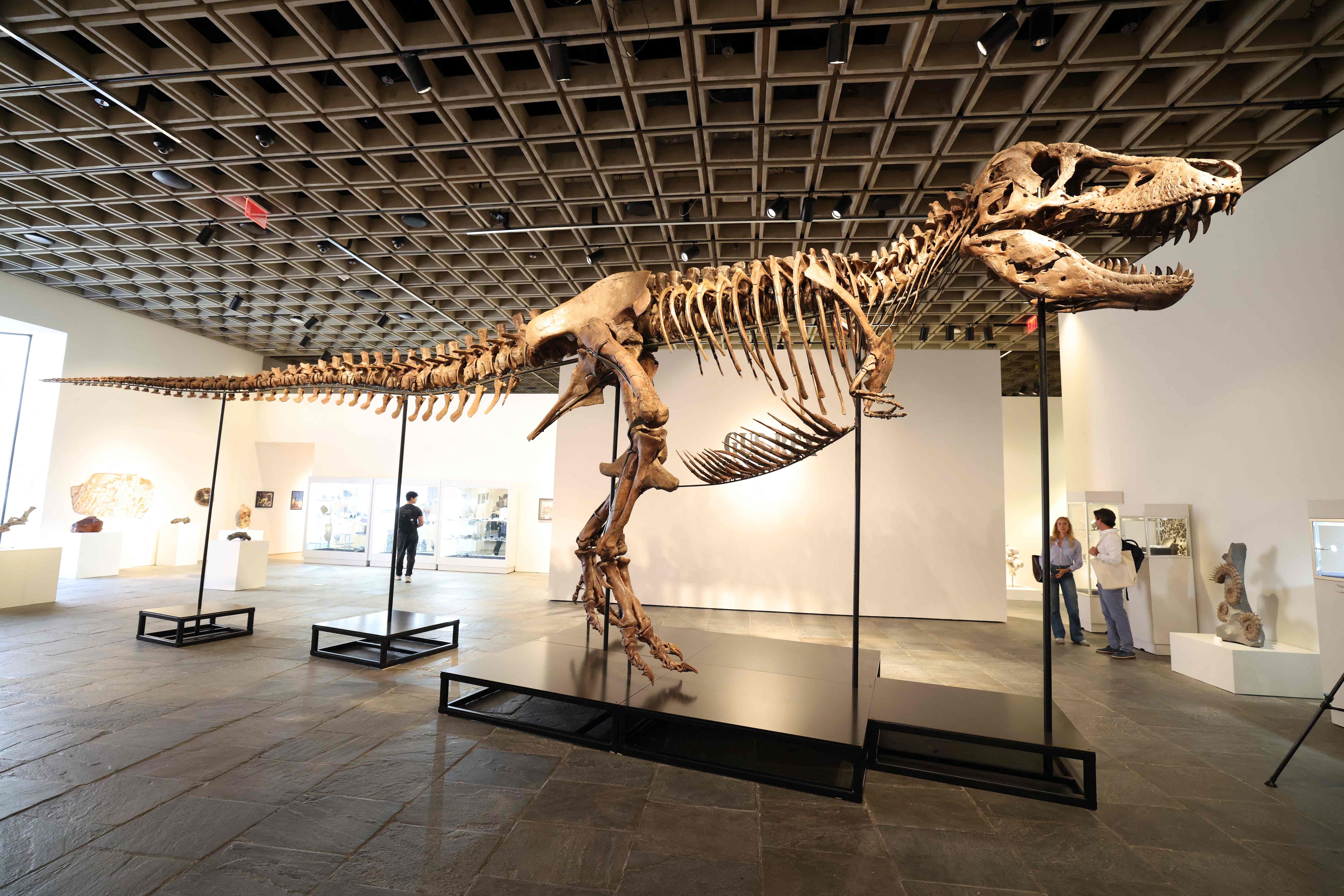 &ldquo;Gus,&rdquo; a mounted Tyrannosaurus Rex skeleton, one of the largest T. rexes ever discovered, is photographed during a press preview at the Sotheby's Breuer building in New York, July 1, 2026.