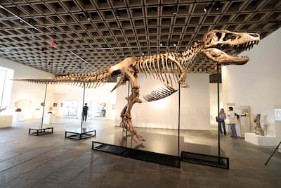 “Gus,” a mounted Tyrannosaurus Rex skeleton, one of the largest T. rexes ever discovered, is photographed during a press preview at the Sotheby's Breuer building in New York, July 1, 2026.