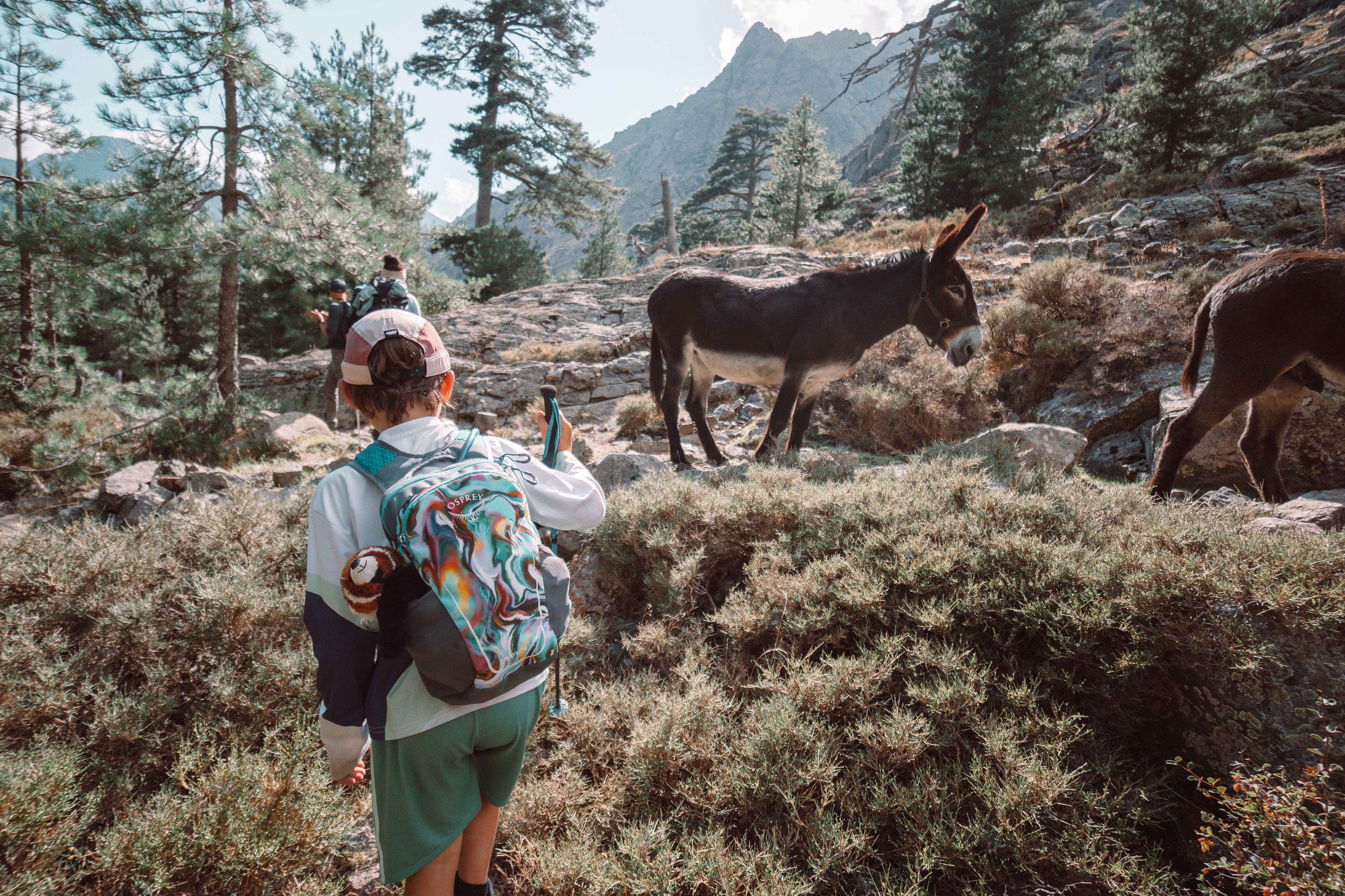Parcourir le GR20, c'était aussi faire la rencontre de quelques animaux, comme ces ânes.