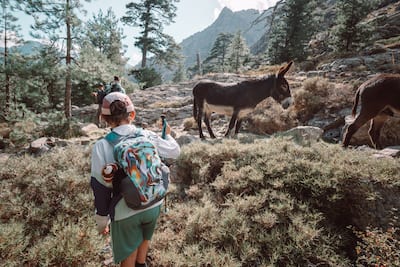 Parcourir le GR20, c'était aussi faire la rencontre de quelques animaux, comme ces ânes.