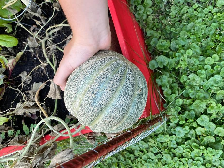 Le maire de la Ville de Mont-Royal, Philippe Roy, a réussi à faire pousser un melon de Montréal dans son potager, durant l’été 2020. PHOTO COURTOISIE/PHILIPPE ROY