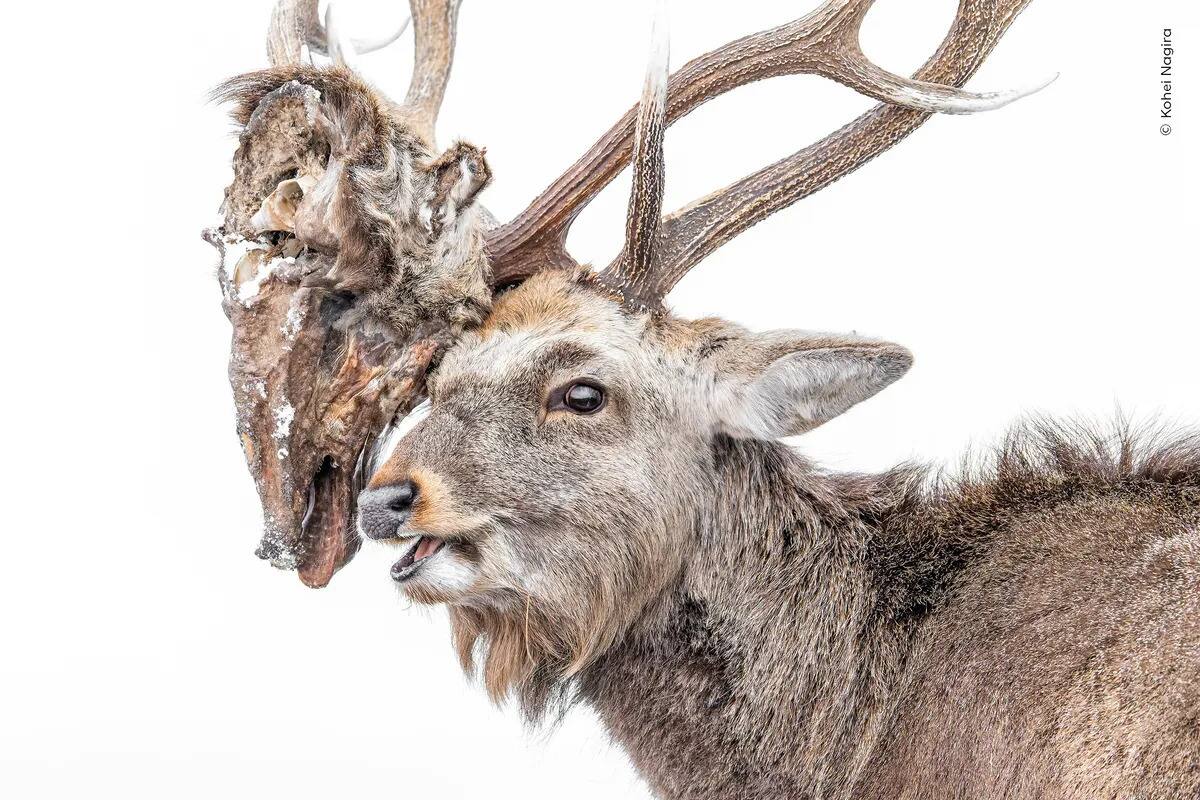 Un cerf du Japon porte la tête tranchée et entrelacée d’un mâle rival mort après leur combat.