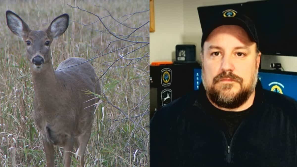 Un «zoo» pour sauver les cerfs de Longueuil?