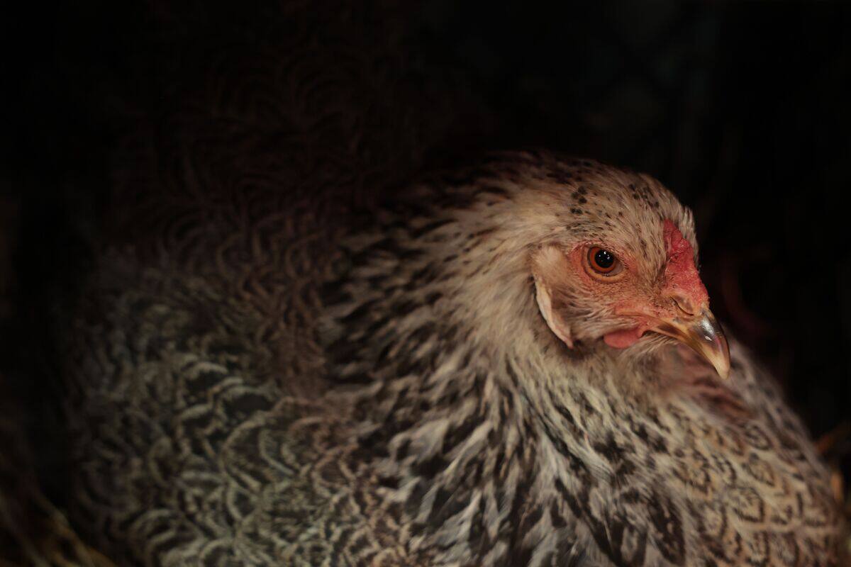 Deux cas de grippe aviaire au Qu&eacute;bec