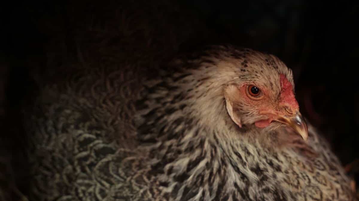 Deux cas de grippe aviaire au Québec