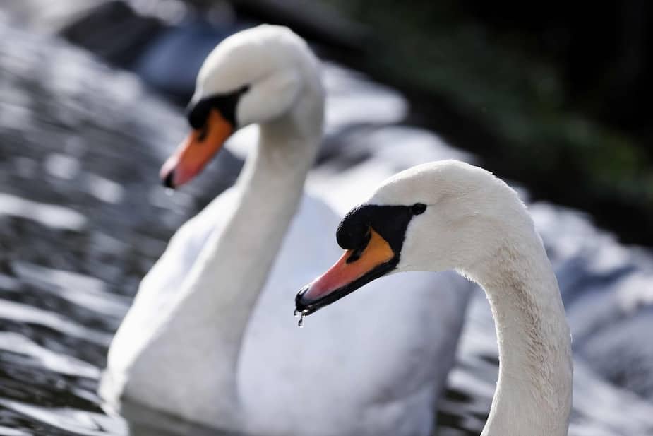 Image principale de l'article Un cygne en deuil bloque un chemin de fer