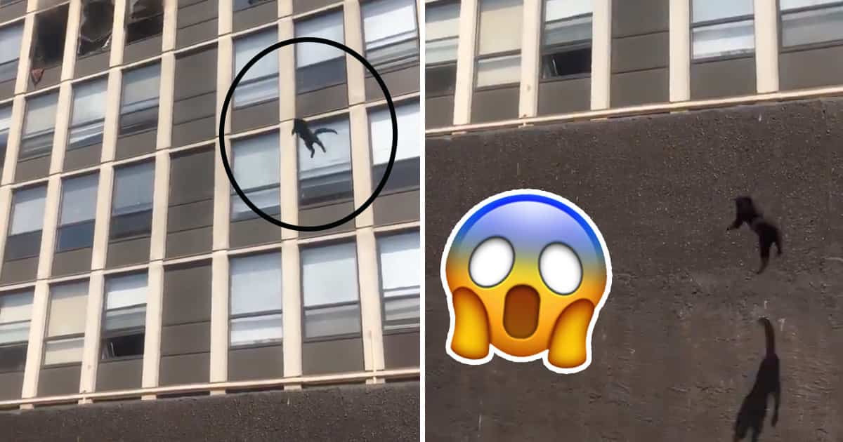 Un chat saute du 5e étage d’un édifice en feu