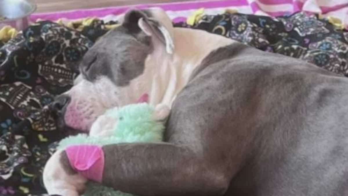 Over 700 stings: A dog loses its life in the face of a swarm of bees Over 700 stings: A dog loses its life in the face of a swarm of bees