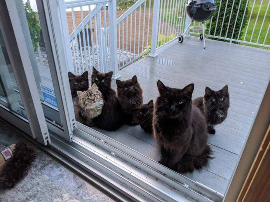 Image principale de l'article Une chatte errante surprend une Montréalaise