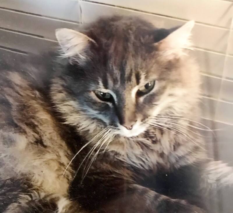 Un Kidnappeur De Chats A L Oeuvre Tva Nouvelles Un Kidnappeur De Chats A L Oeuvre Tva Nouvelles