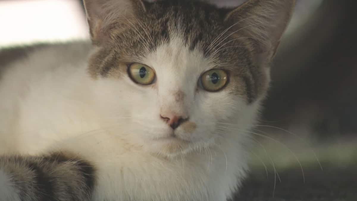 Une Remorque Remplie De Chats Decouverte Derriere Un Motel A Gatineau Tva Nouvelles Une Remorque Remplie De Chats Decouverte Derriere Un Motel A Gatineau Tva Nouvelles