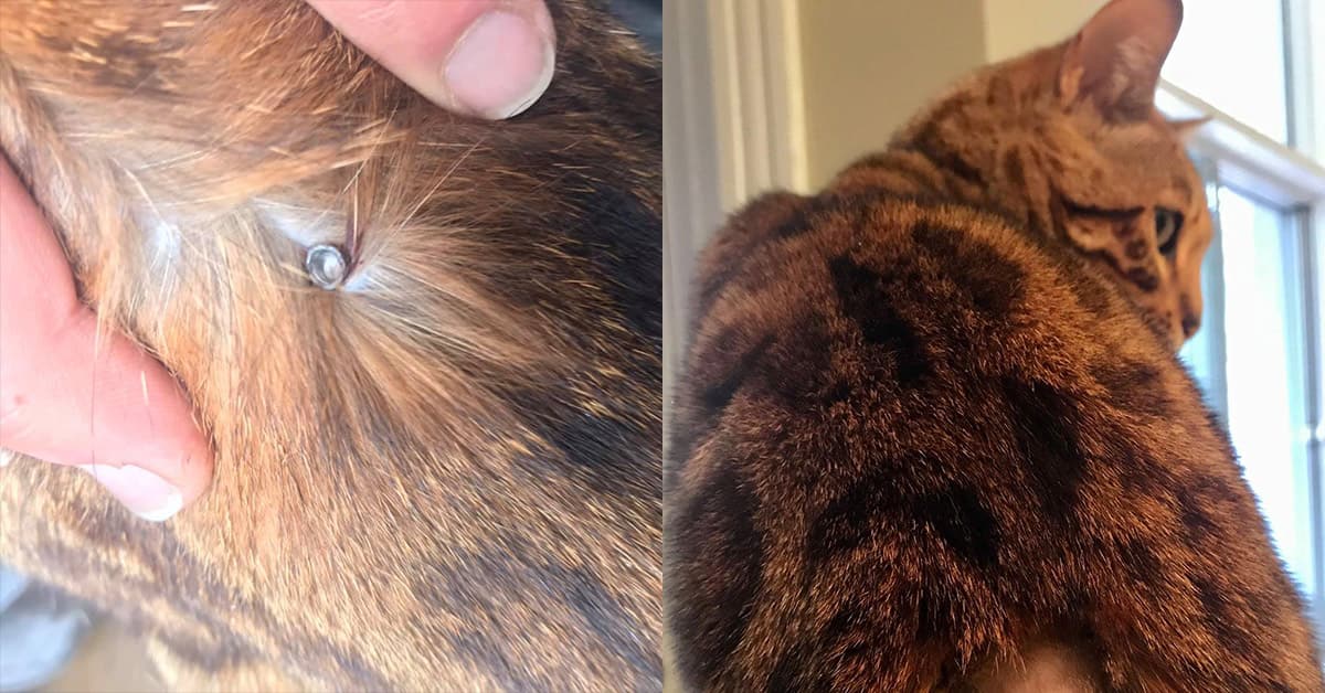 Des chats tirés au fusil à plomb sur le Plateau