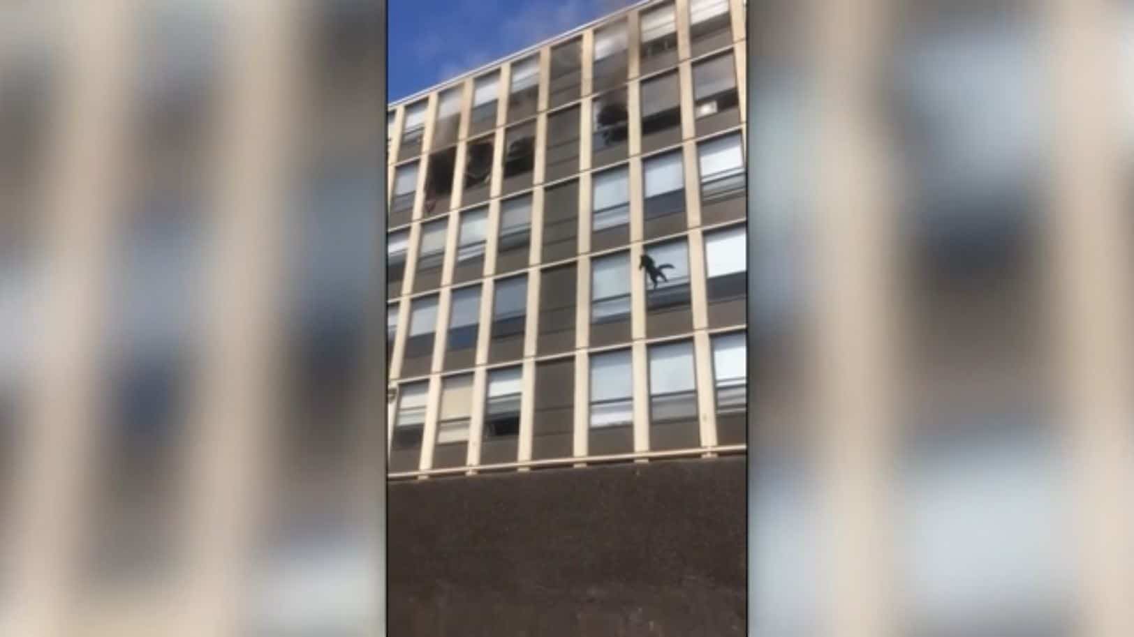 Video Immeuble En Feu Un Chat Saute En Bas De Cinq Etages Et Part Tranquillement Tva Nouvelles