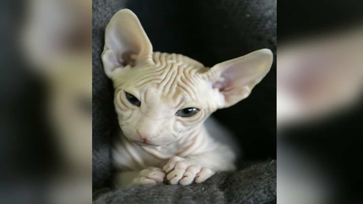 Une femme allaite son chat en plein vol