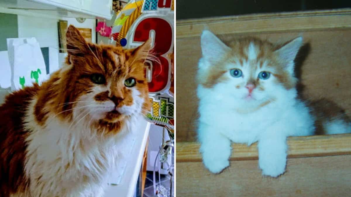 Rubble Le Plus Vieux Chat Du Monde Est Mort Le Sac De Chips Rubble Le Plus Vieux Chat Du Monde Est Mort Le Sac De Chips