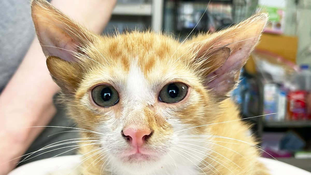 À VOIR | « Mutation génétique extrêmement rare »: un chat naît avec quatre oreilles