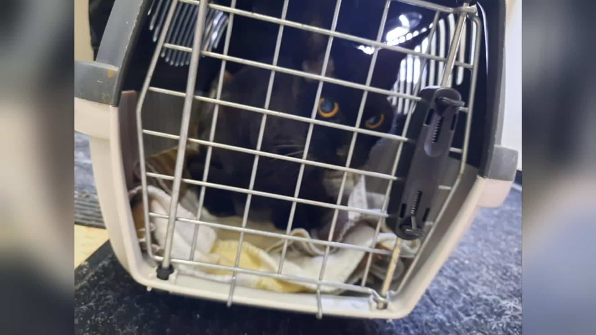 Un chat retrouvé plus d'un an après sa disparition