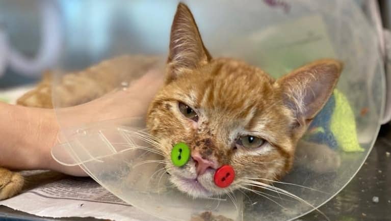 Des Boutons De Plastique Cousus Sur Un Chat Tva Nouvelles