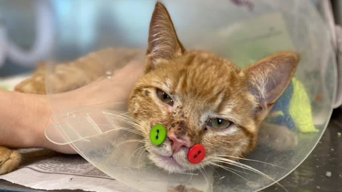Des Boutons De Plastique Cousus Sur Un Chat Tva Nouvelles Des Boutons De Plastique Cousus Sur Un Chat Tva Nouvelles