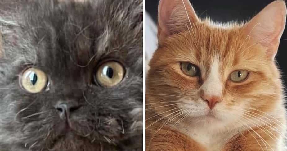 Image principale de l'article Des chats miaulent de grandes chansons françaises