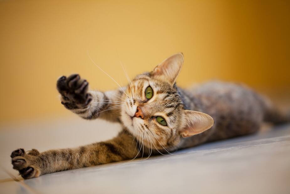 Image principale de l'article Le dégriffage des chats est maintenant désapprouvé
