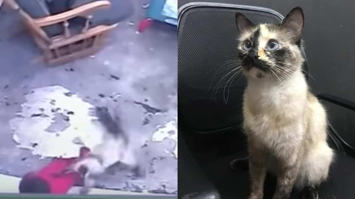 Video Ce Chat Empeche Un Bebe De Tomber Dans Un Escalier Et Devient Un Heros Instantane Le Sac De Chips Video Ce Chat Empeche Un Bebe De Tomber Dans Un Escalier Et Devient Un Heros Instantane Le Sac De Chips